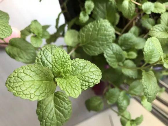 香草吊兰的养殖和浇水(吊兰养殖方法和浇水方法)-花卉知识网