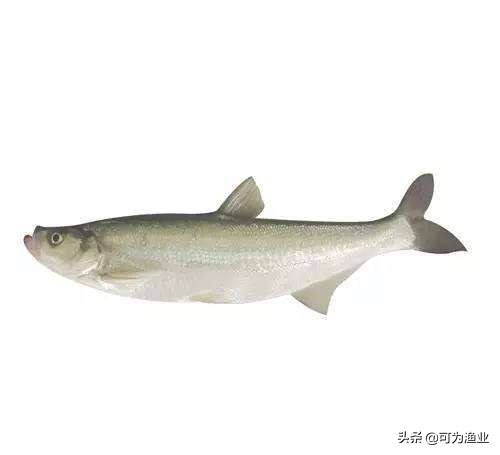 太湖三白是哪三白（白鱼、银鱼和白虾）-第1张图片