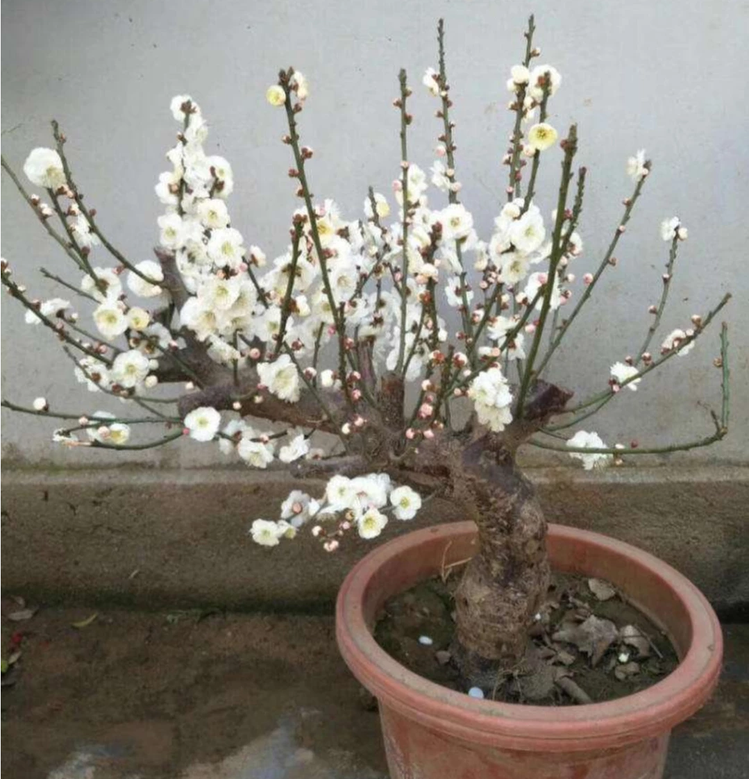 【观赏名花】梅花盆景的取材与制作管理，花香色艳，值得关注收藏