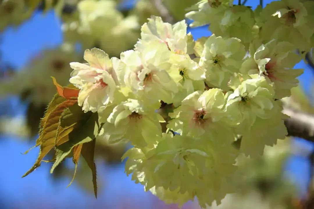 cctv13共同关注直播（惊艳全国，央视都来直播！旅顺的樱花到底有多美？）