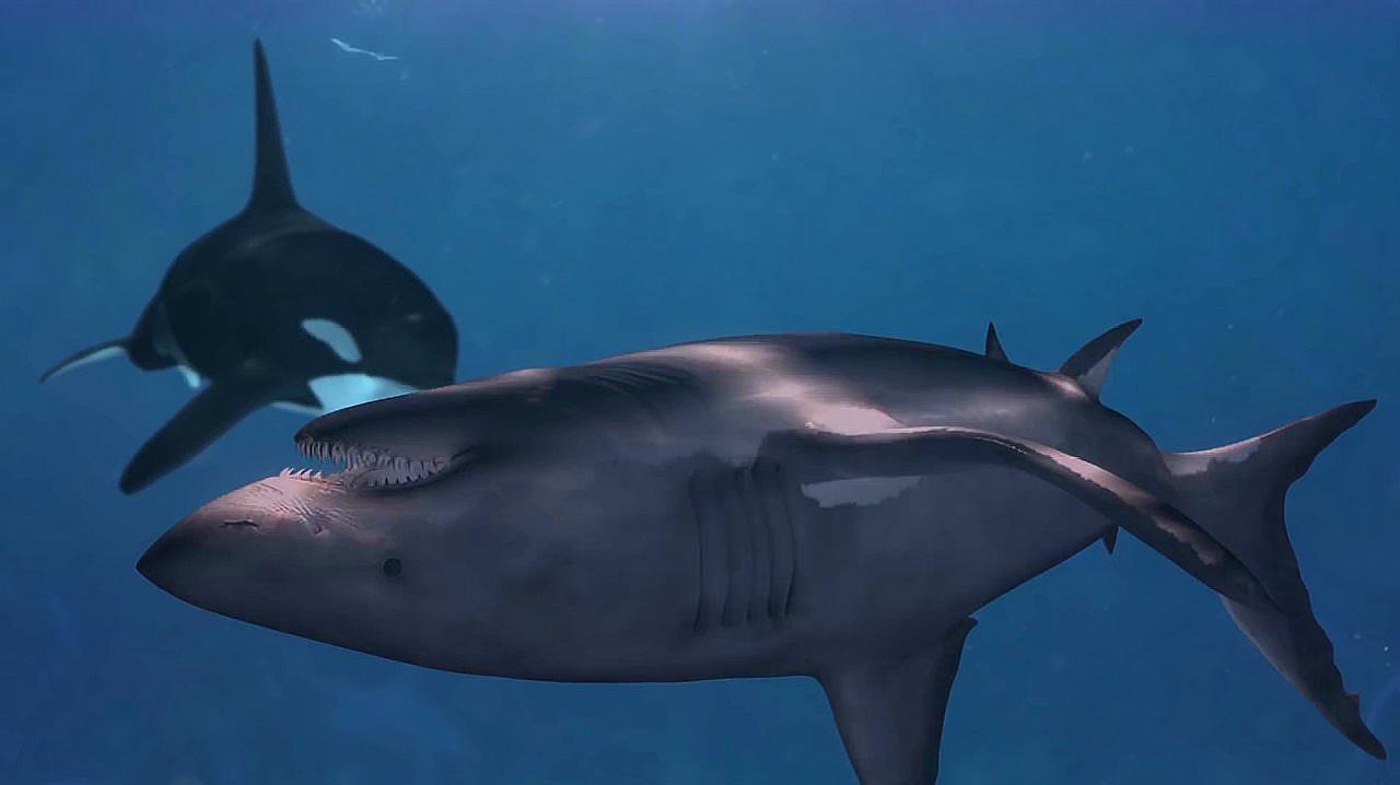 为什么会被虎鲸秒杀(虎鲸vs大白鲨,鲨鱼被吸出肝脏,虎鲸为何对肝脏情