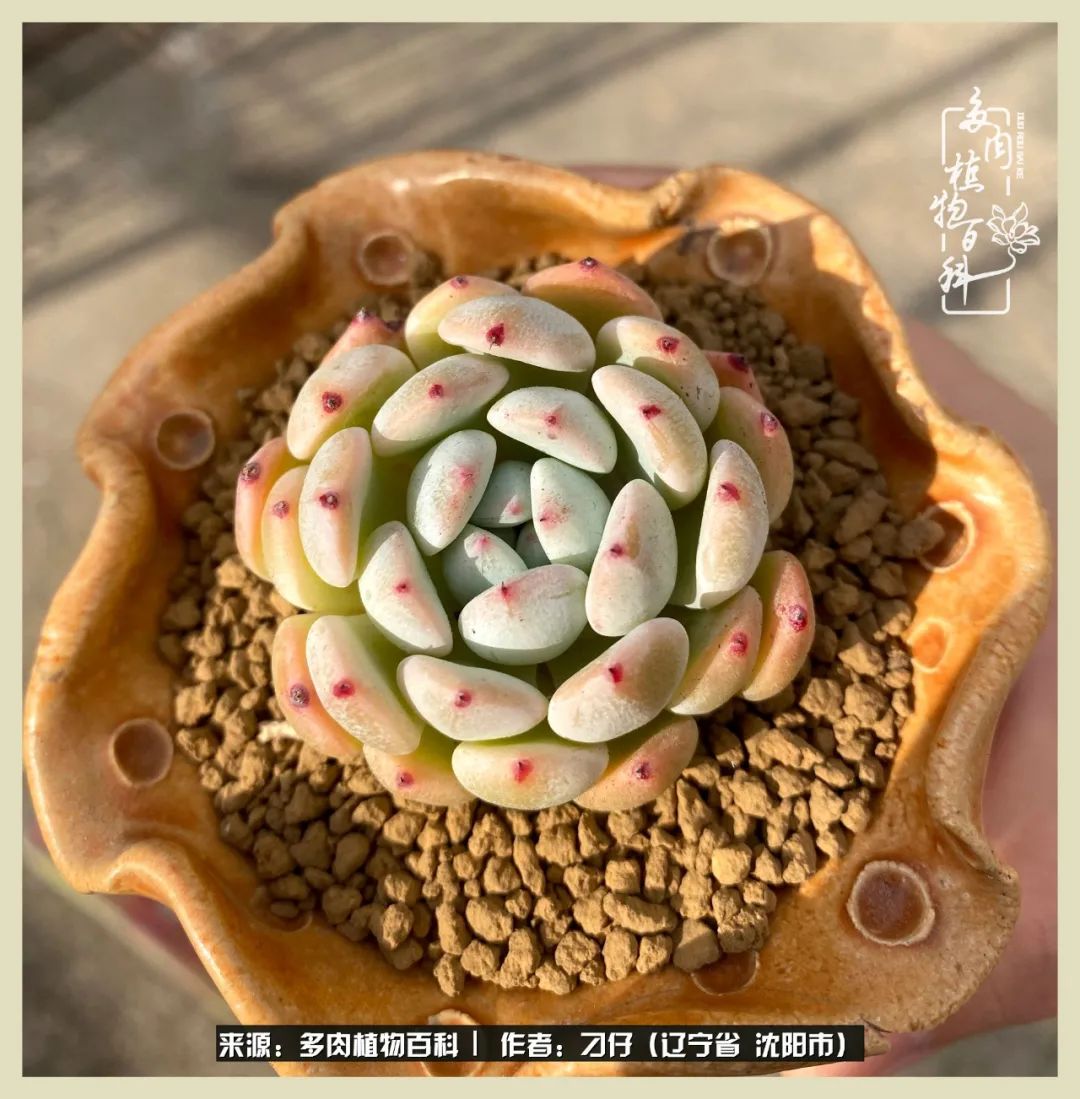 三年时间,多肉能养成什么样?