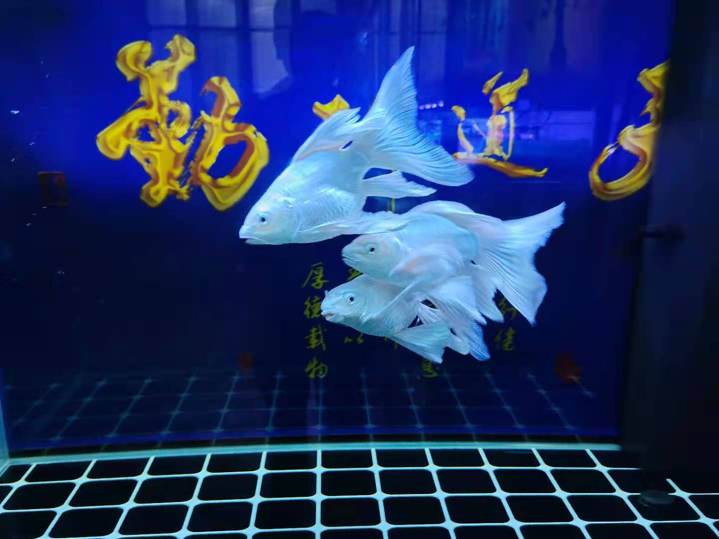 蝴蝶锦鲤鱼怎么养新手必看记得收藏