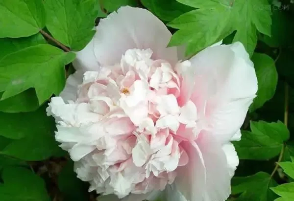 100种名贵牡丹鉴赏 绘画好素材（报花名）
