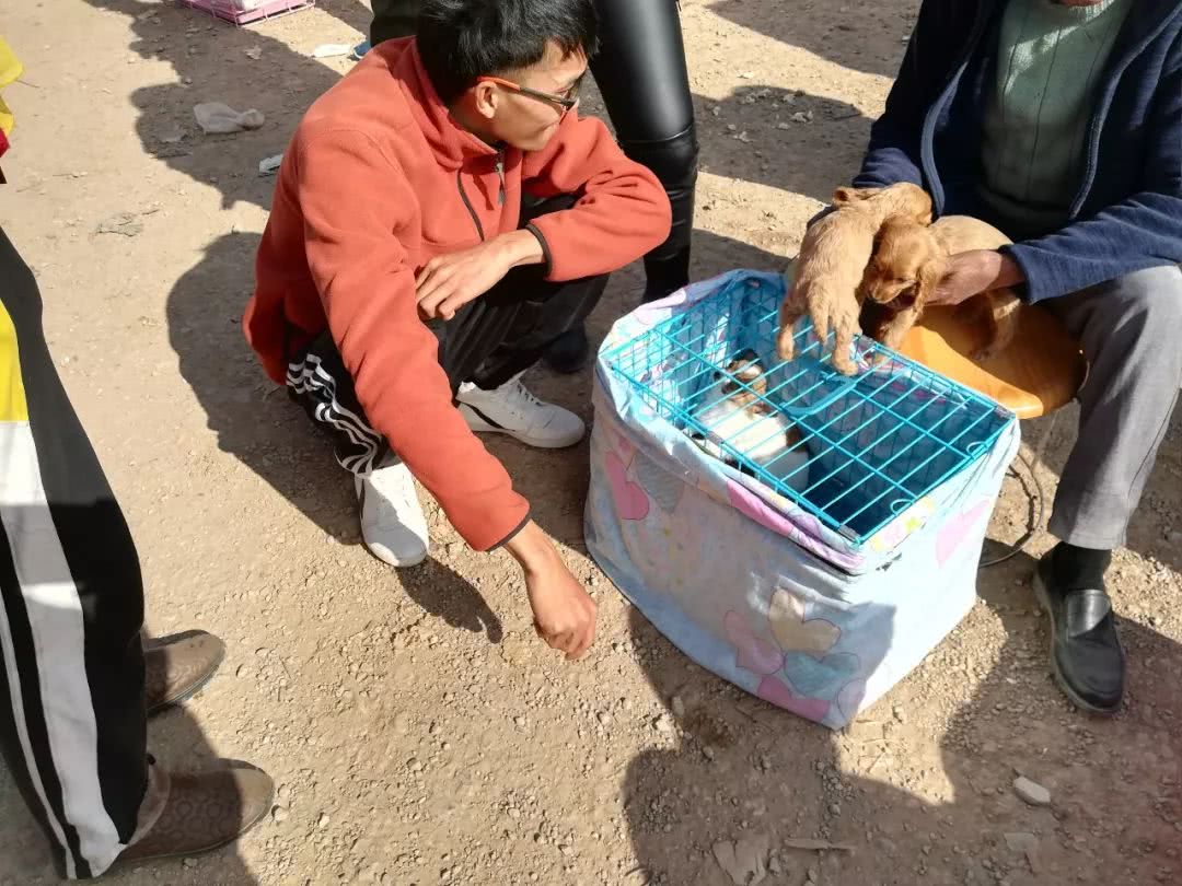 可卡價格,可卡犬價格多少錢一只