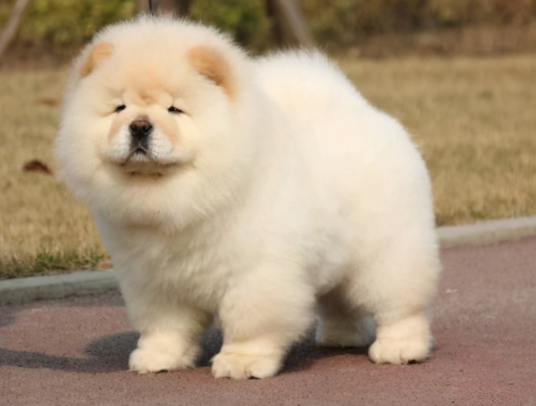 松獅吃什么狗糧好,松獅吃什么狗糧比較好