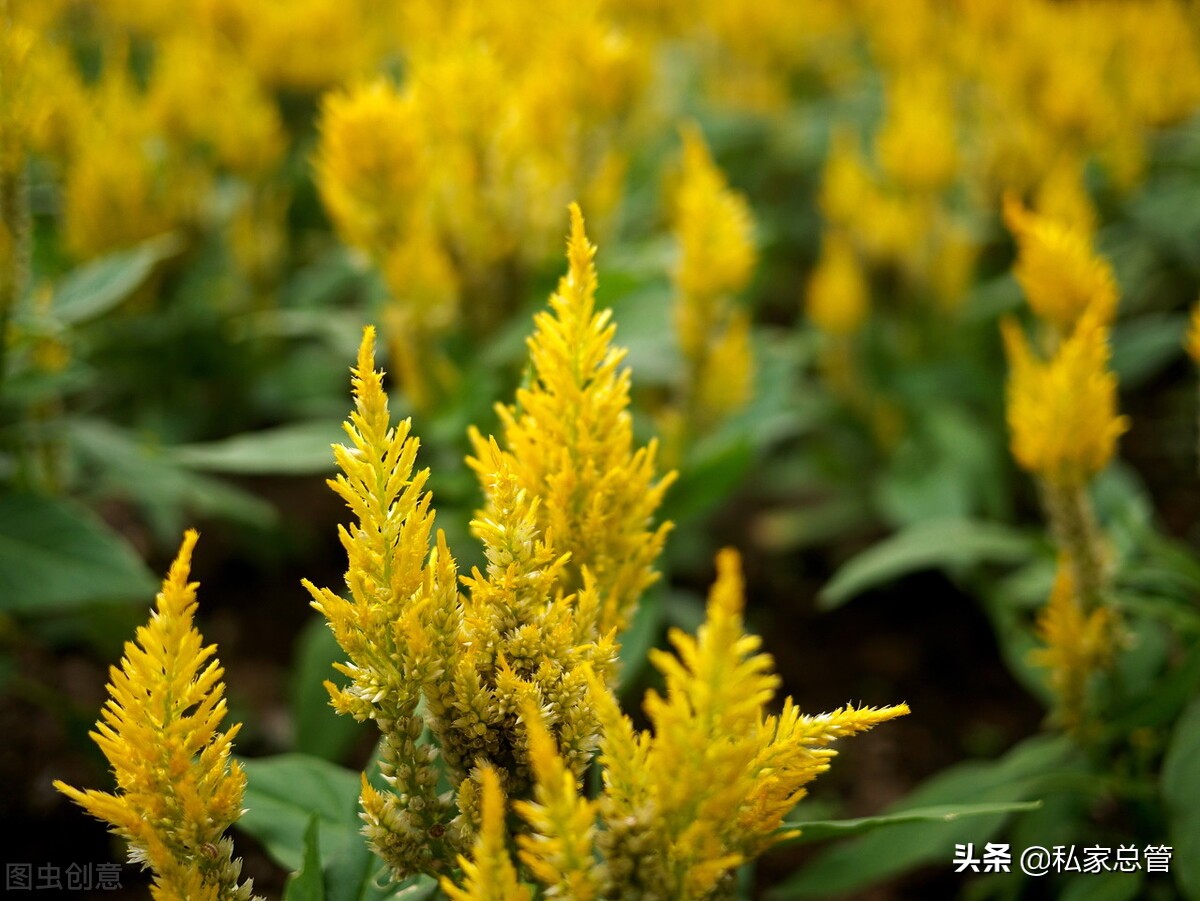 愿你：所得皆所期，所求皆所愿，所行皆坦途