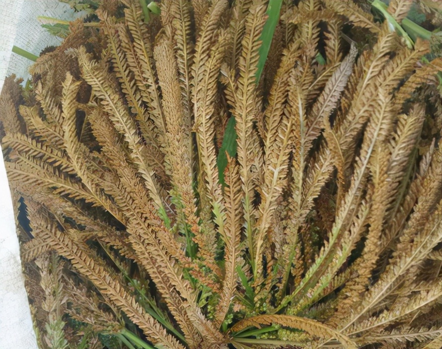 糁子的功效与作用(穇子) - 行就行