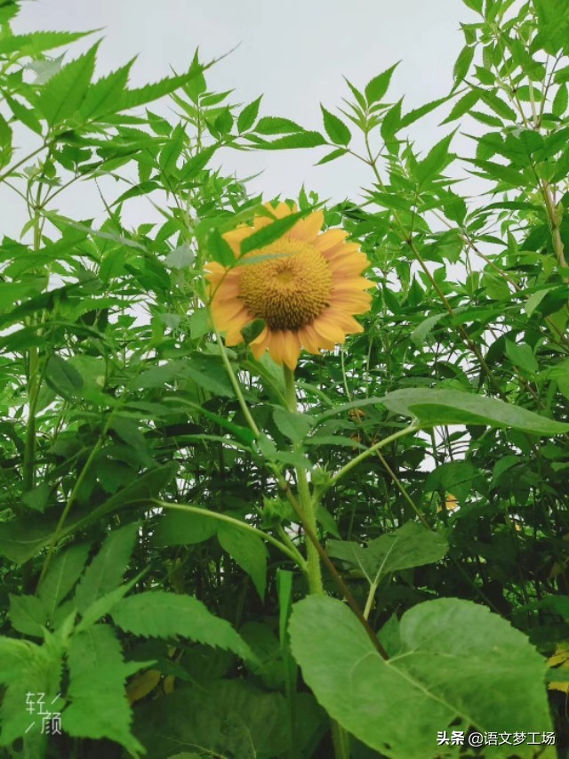 叙事类中考满分作文5篇，选材独特，脉络清晰，吸引阅读