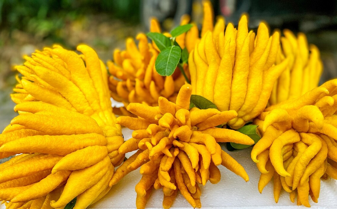 院子里种石榴树的禁忌（7种镇宅树有空地种一棵）