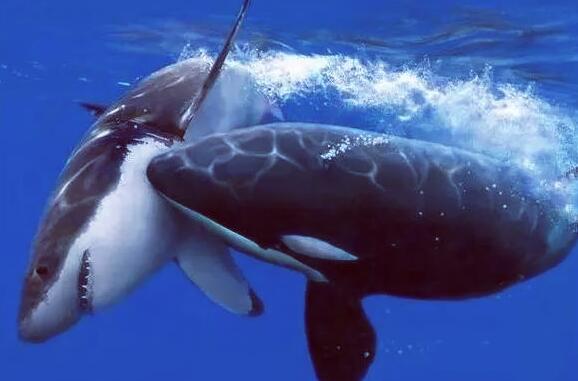 为什么鲨鱼会害怕海豚？海豚到底有什么本事？