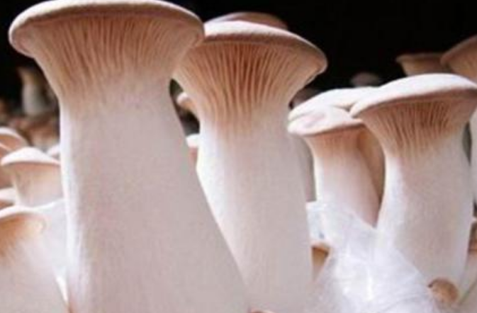 美队杏鲍菇尺寸图片(买杏鲍菇,挑小的还是挑大的?