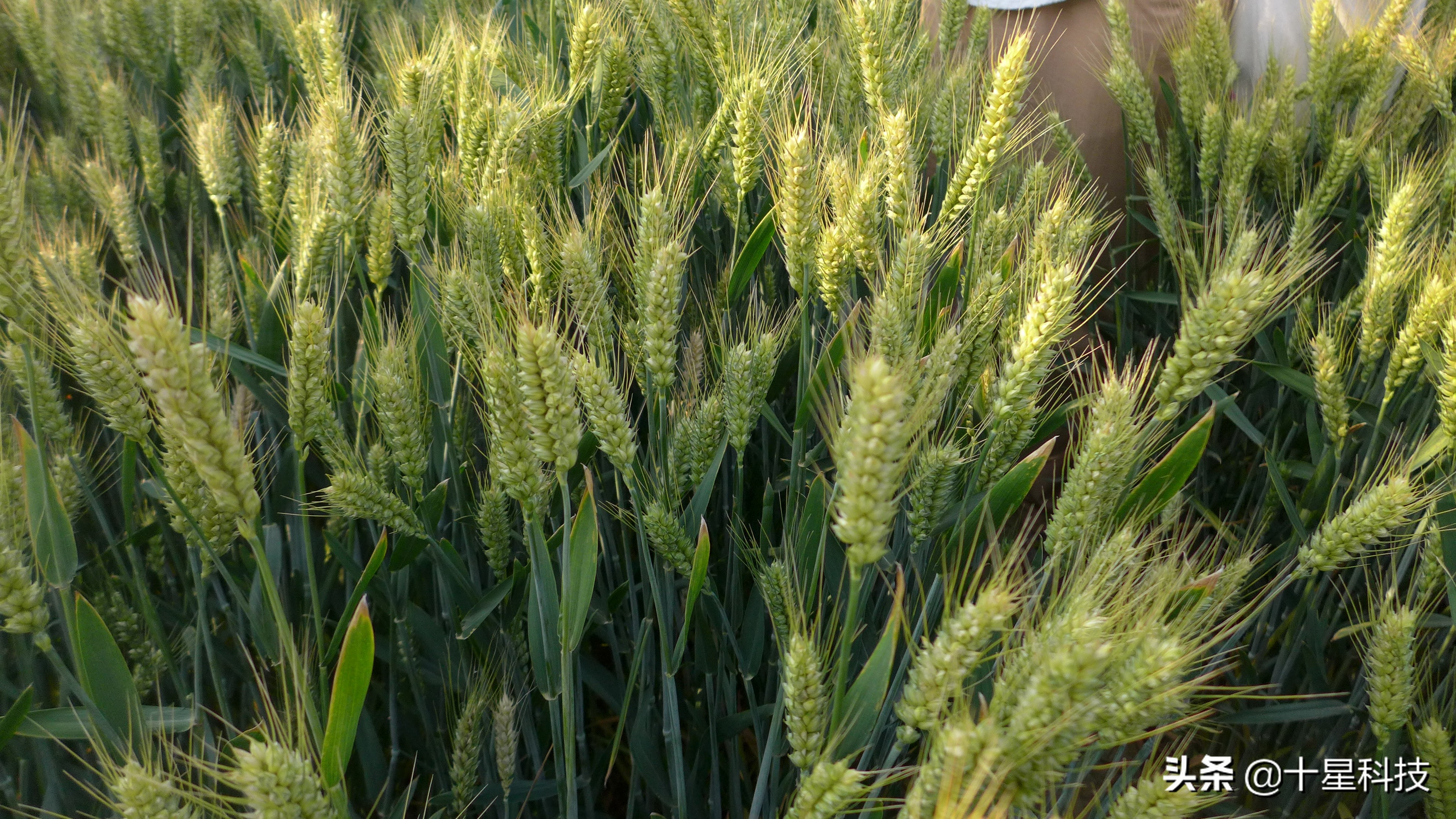 一定要记住:小麦品种,"好看的"不高产,"高产的"不好看