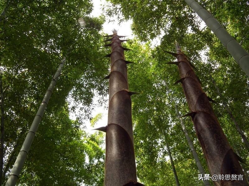 竹笋诗词精选三十一首 戢戢新芽迸旧林，才生有节便虚心