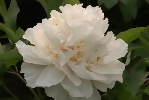 100种名贵牡丹鉴赏 绘画好素材（报花名）