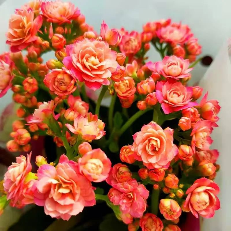 这些花,现在入手最适合,冬季室内也能花开爆盆