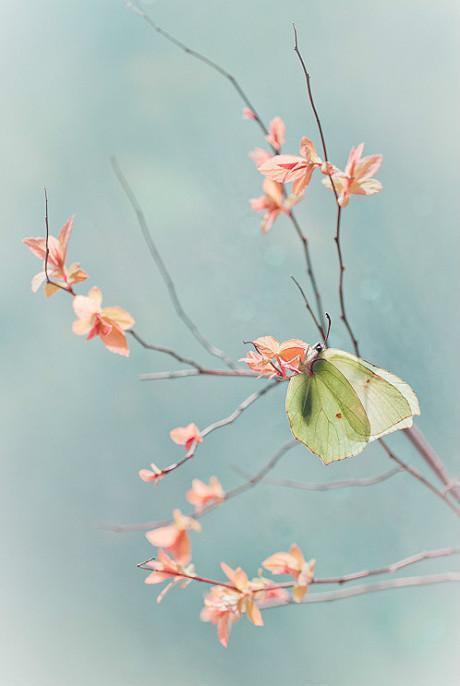 蝶在花间舞，花于蝶中馨——看花与蝶演绎一场唯美浪漫的蝶恋花！