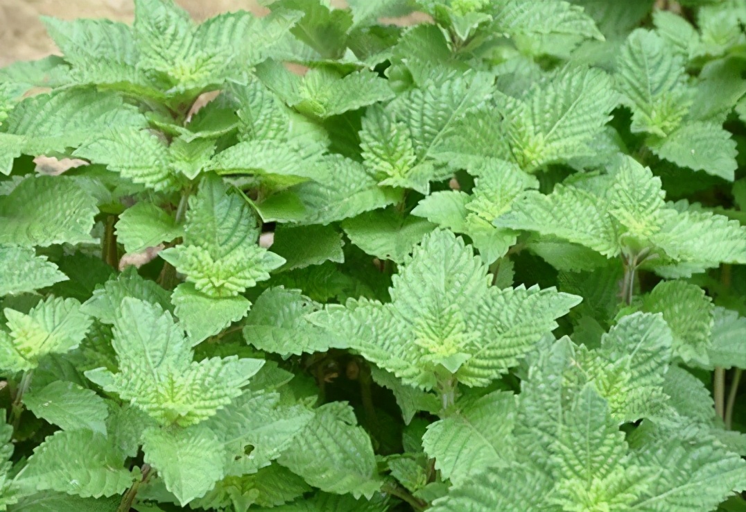 烧仙草是什么(烧仙草是什么草?