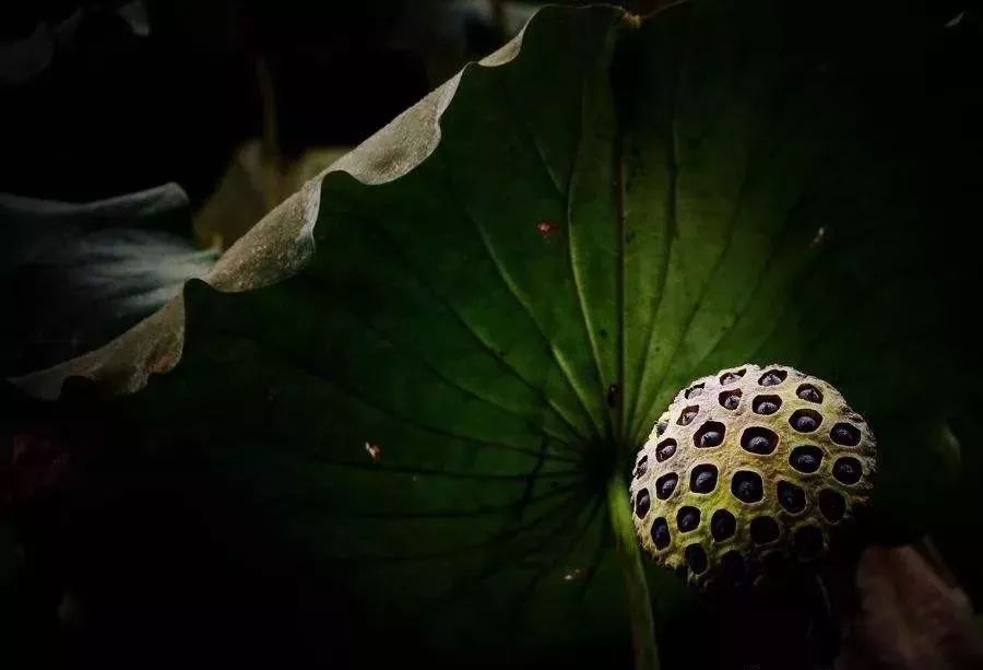 晚秋赏荷 | 秋阴不散霜飞晚 留得枯荷听雨声