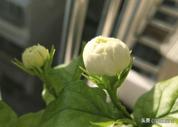 茉莉花几点开花（养茉莉花做好2点花期多开1个月）