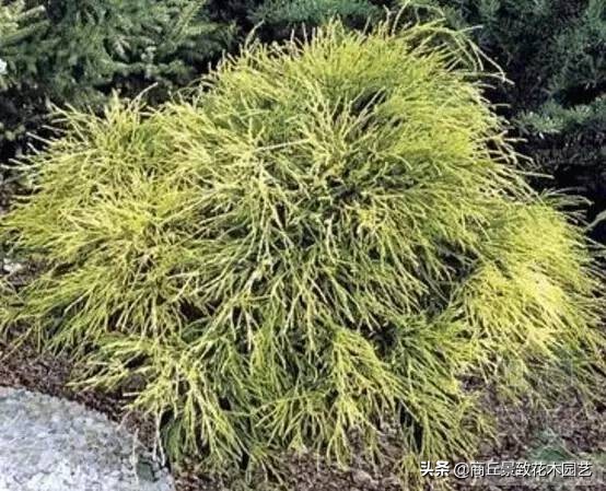常绿乔木有哪些（70多种常用常绿乔木图例宝典）