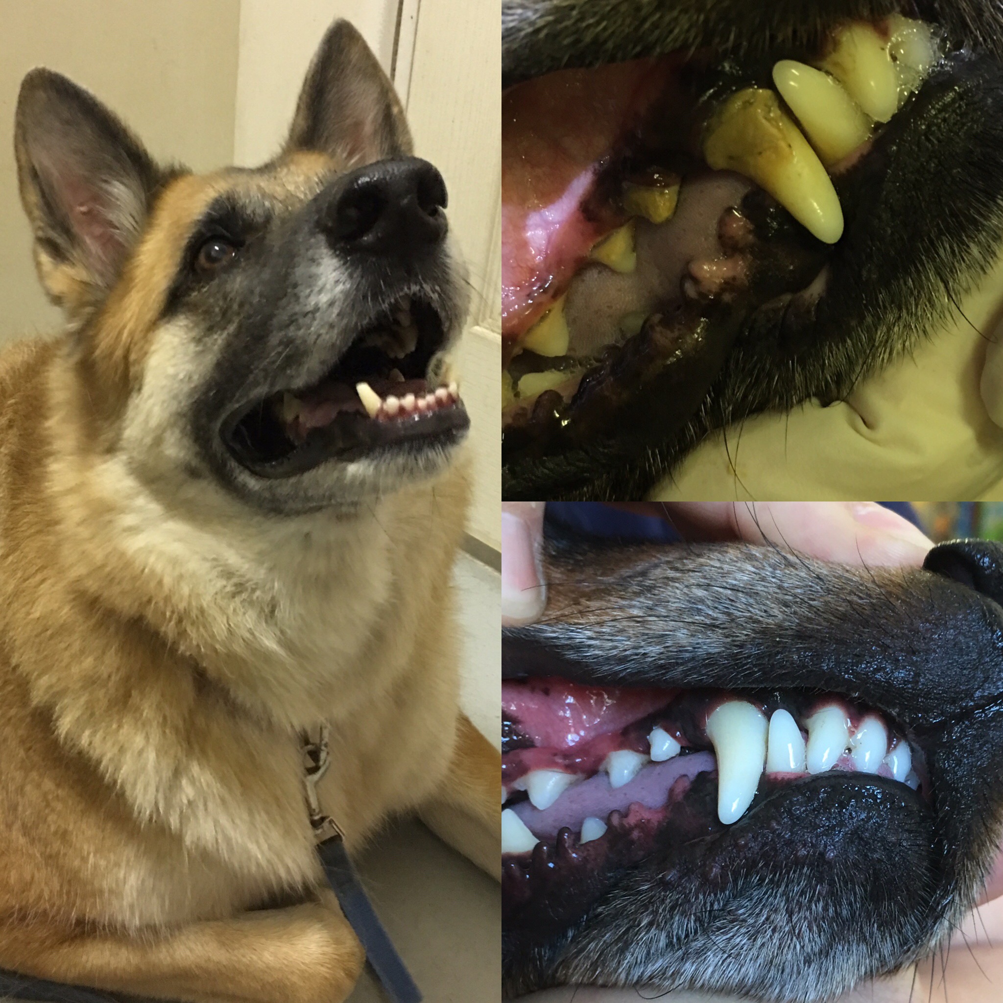 狗狗牙结石怎么去除(给狗狗洗牙) - 摸索网