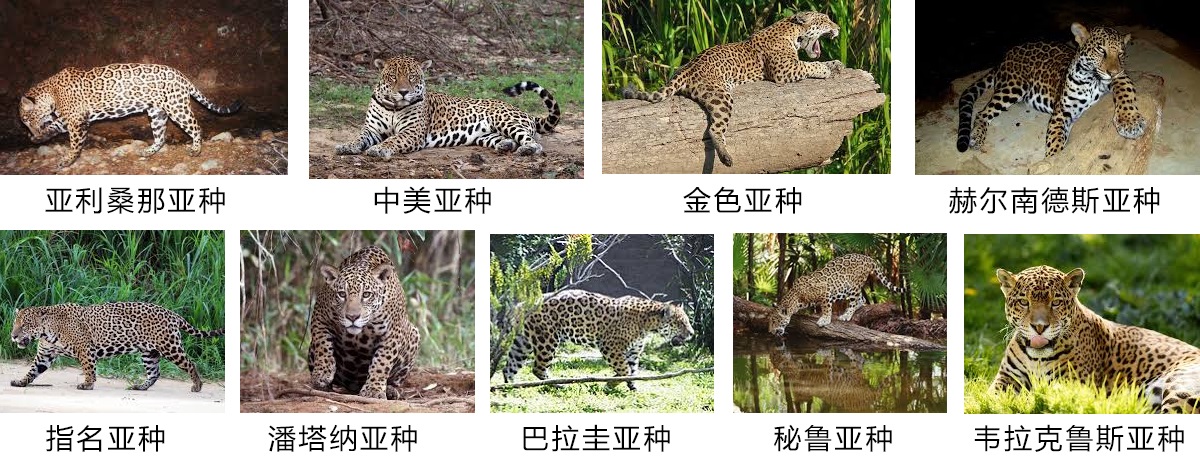 如何区分花豹、猎豹与美洲豹？这三种猫科动物有何不同？