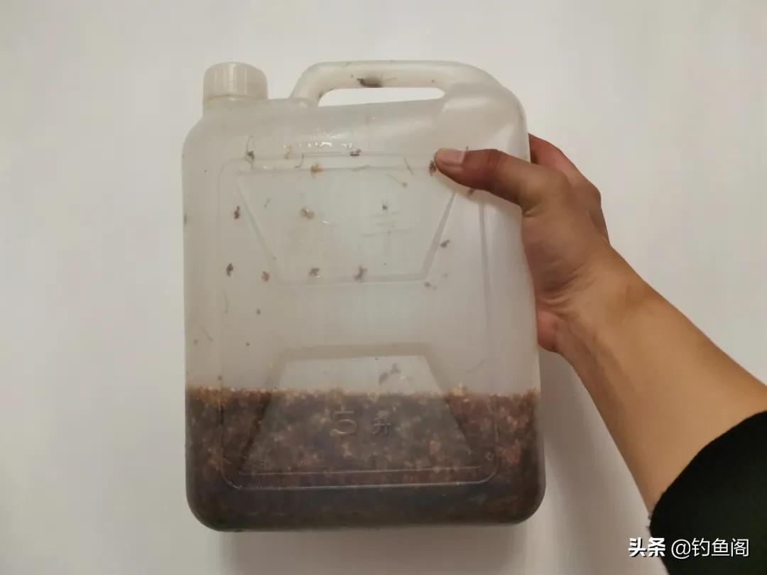 手把手教你制作桂花药酒,钓鲫鱼效果很好,制作简单还省钱