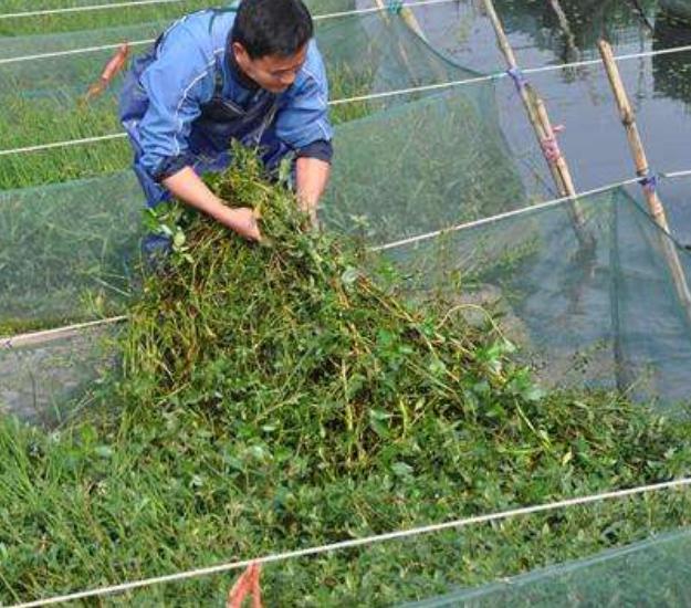 鳝鱼养殖技术（养黄鳝5个注意事项不可忽视）