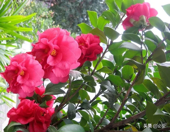 花怎么剪是什么（花怎么(me)剪教程）-第10张图片-昕阳网