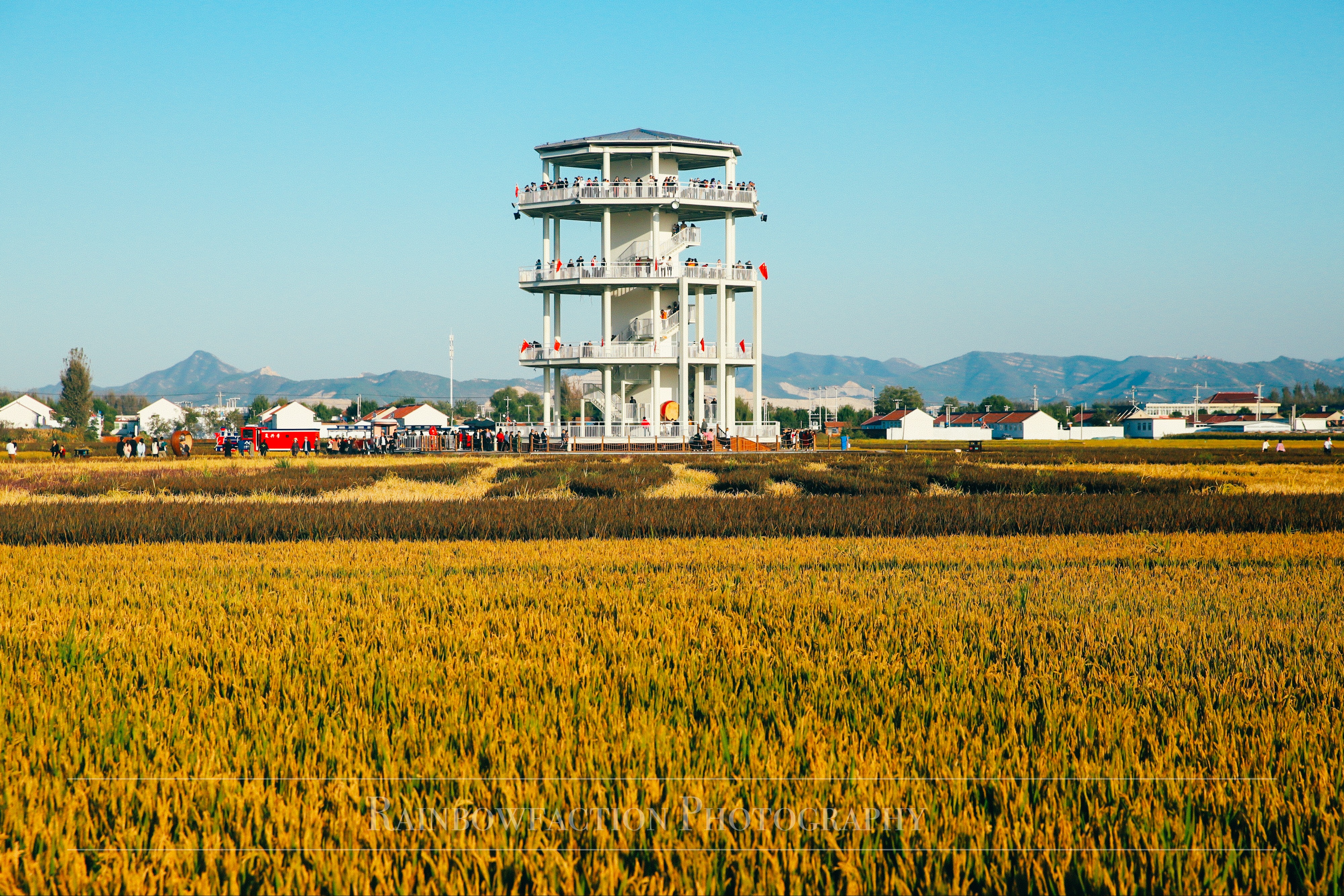 北京出发2小时，超美稻田免费玩～再不去后悔一年