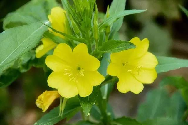 季羡林：一切众生皆有情，一切众生皆过往｜《我爱天下一切狗》