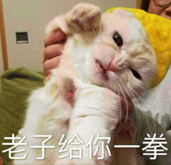 表情包：日常吸貓（awsl）