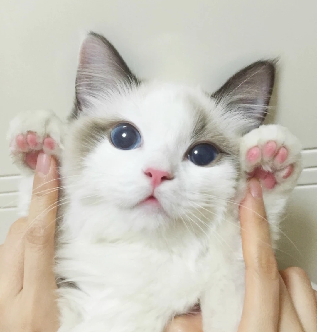 猫眼泪多是怎么回事？