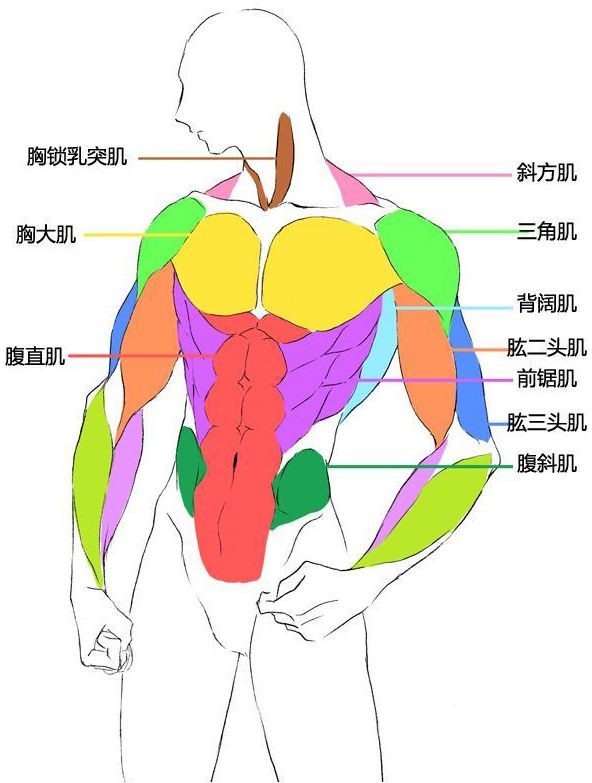 姿势大全详解(「绘画参考」男性人体解析及动态姿势大全（干货分享）)