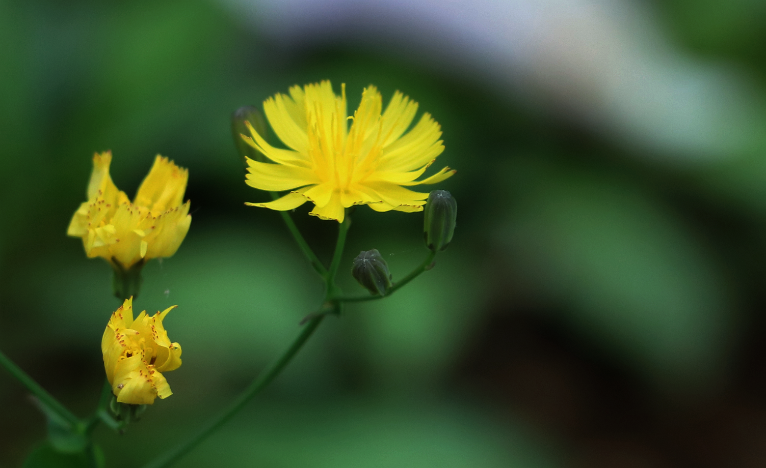 紫藤花开,临沂大学费县校区不是一般的美