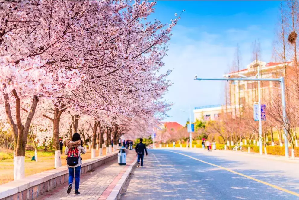 开学了，去青岛最美大学去逛一逛吧，个个堪比5A级景区