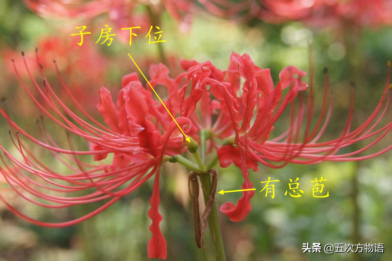 洋葱的英文名称及国内葱属蔬菜种类介绍