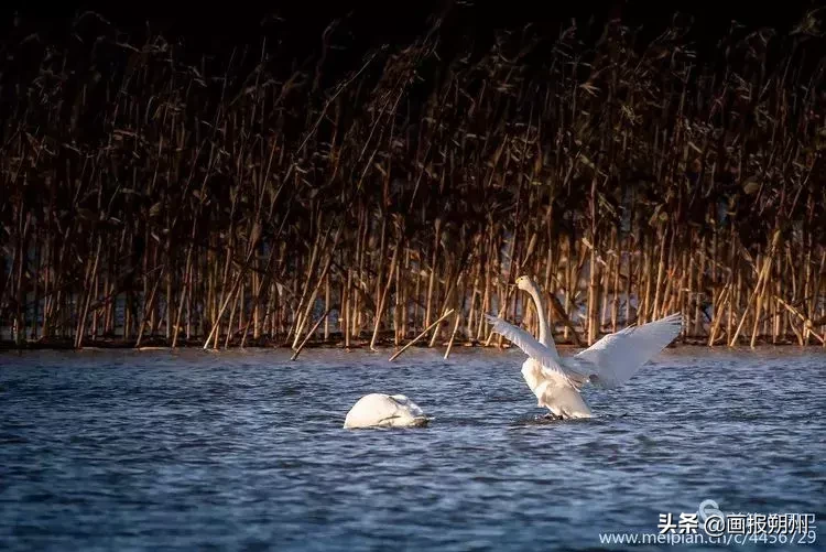 美！山光悦鸟性