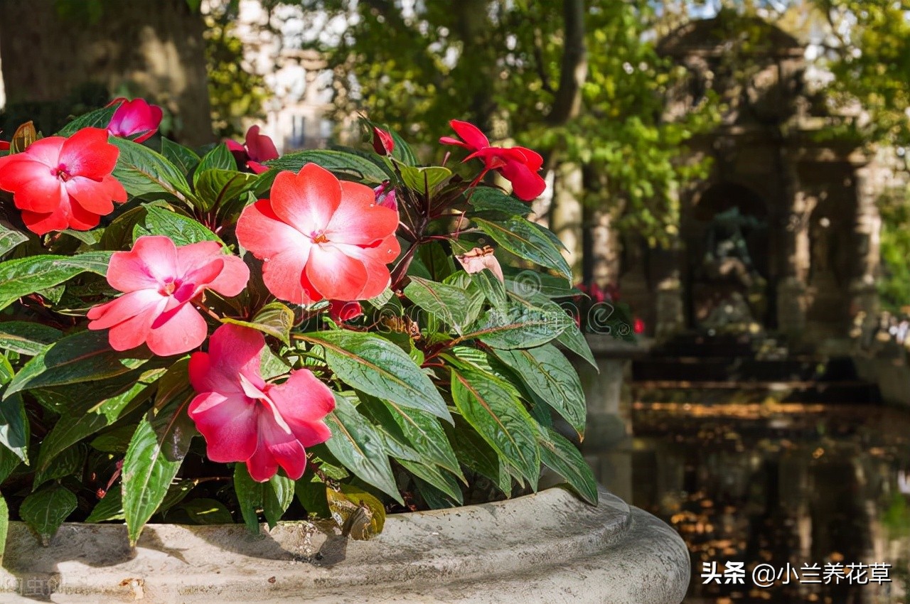 还记得小时候用来染指甲的凤仙花吗？种植方法其实超简单