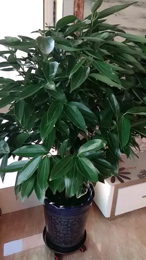 家里这3种富贵平安花,送人有讲究!