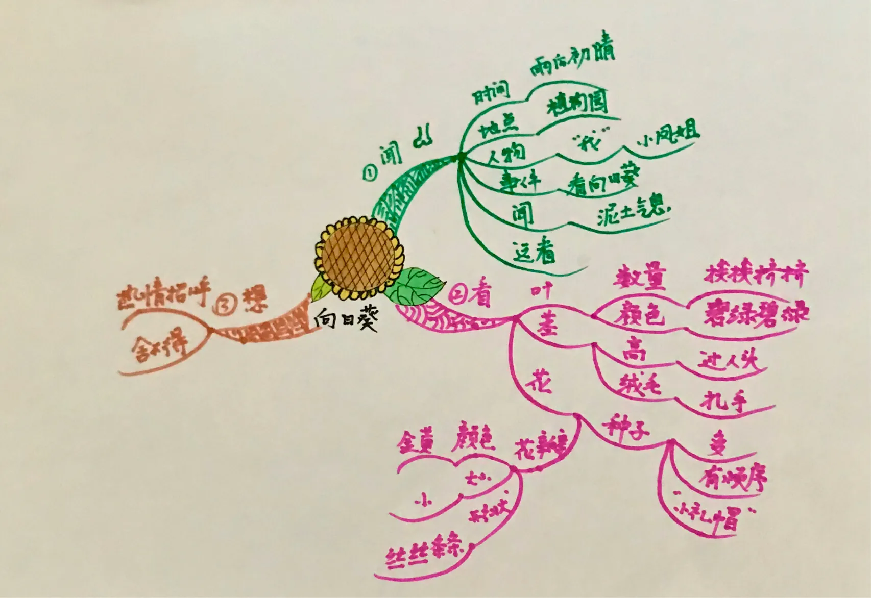 向日葵怎么画思维导图图片