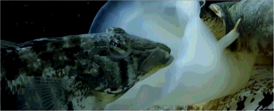 海边最危险的十大有毒海螺：美丽外表下的致命威胁