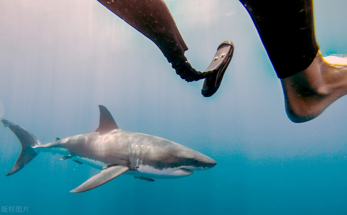 吃海豹,猎蓝鲸,杀大白鲨,凶残的海洋霸主虎鲸,为什么不吃人?