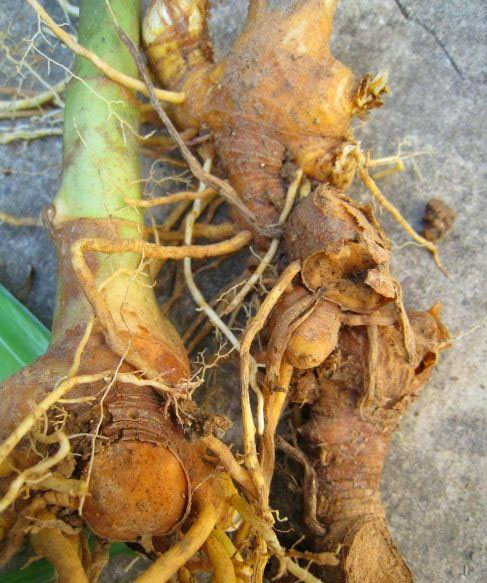 射干的功效与作用 射干植物形态-徐拾记官网