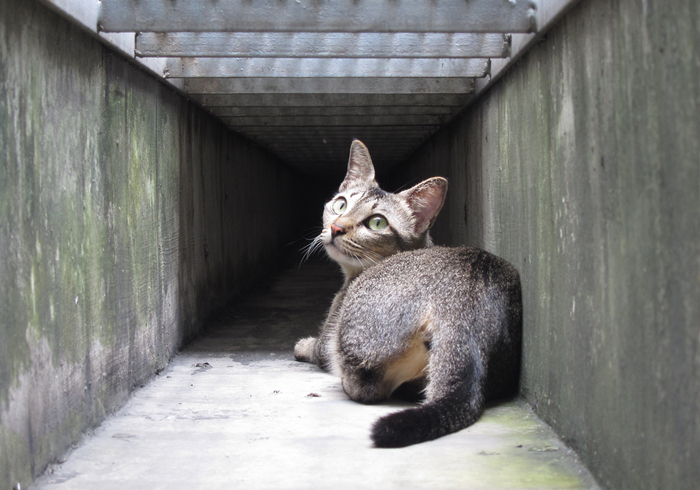 遇见流浪猫可以喂什么（没有猫粮的情况下喂猫吃什么）-第14张图片-巴山号