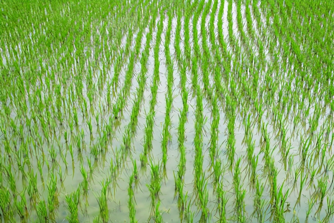 水稻种植技术介绍（水稻栽培每个步骤都要细心去管理）