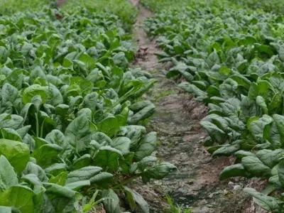 菠菜生长的适宜温度