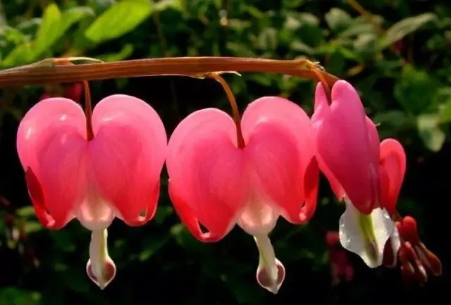 100种名贵牡丹鉴赏 绘画好素材（报花名）