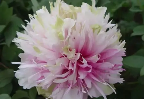 100种名贵牡丹鉴赏 绘画好素材（报花名）